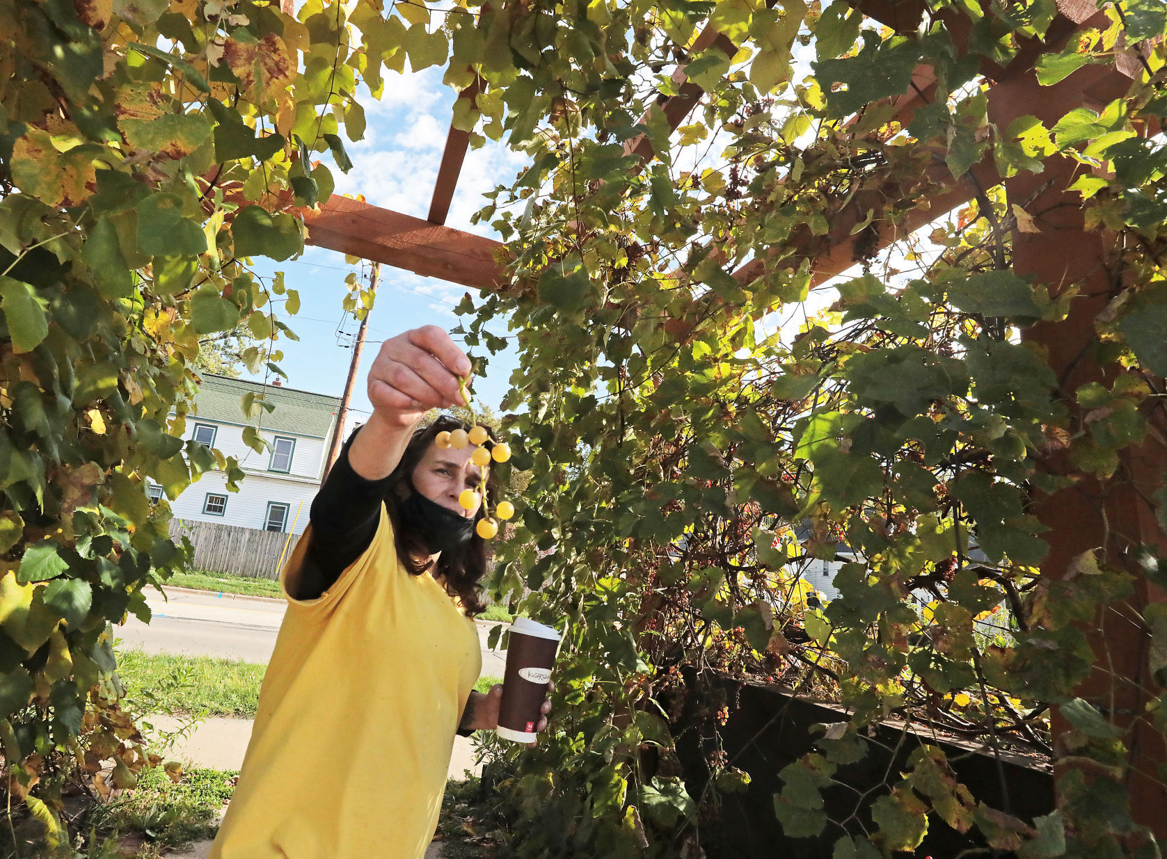 Garden Grapes